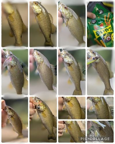 ブラックバスの釣果