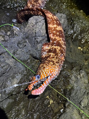 トラウツボの釣果