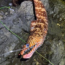 トラウツボ