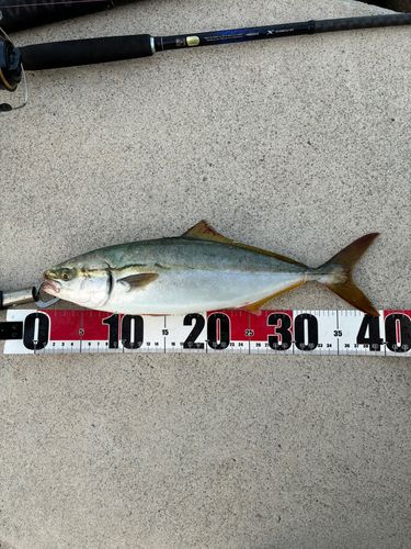 ハマチの釣果