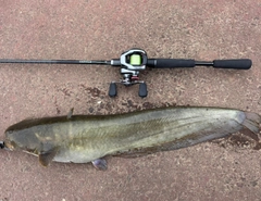 ナマズの釣果