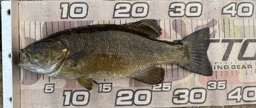 スモールマウスバスの釣果