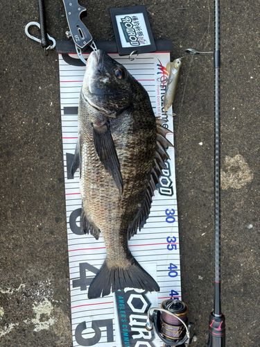 チヌの釣果