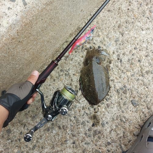 コウイカの釣果