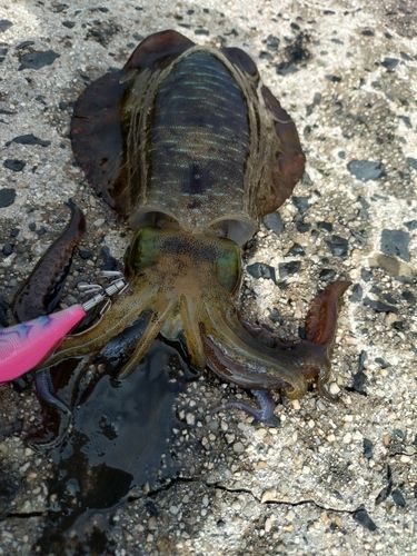 アオリイカの釣果