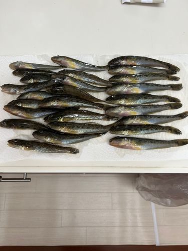 ハゼの釣果