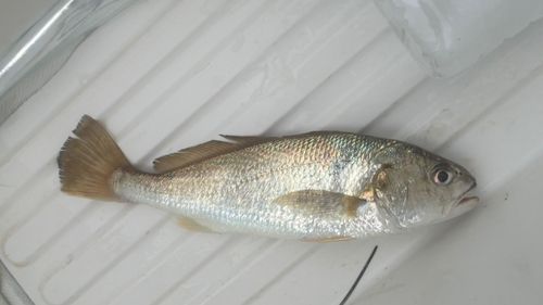 イシモチの釣果