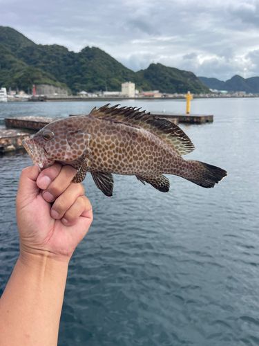 オオモンハタの釣果
