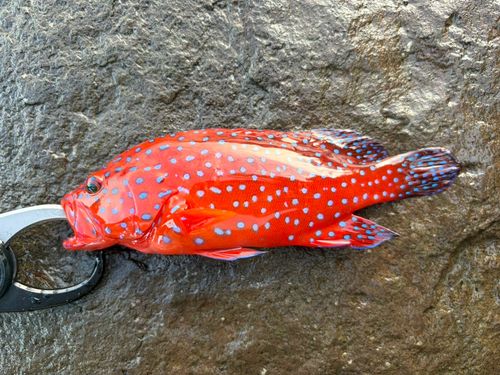 ユカタハタの釣果