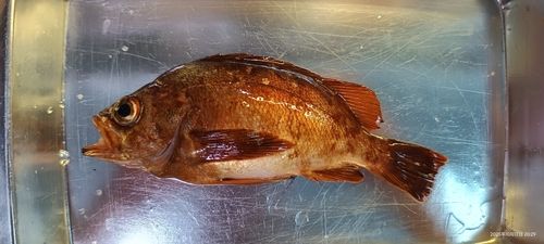 メバルの釣果