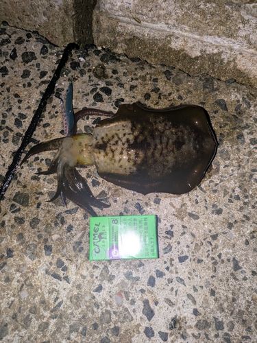 アオリイカの釣果
