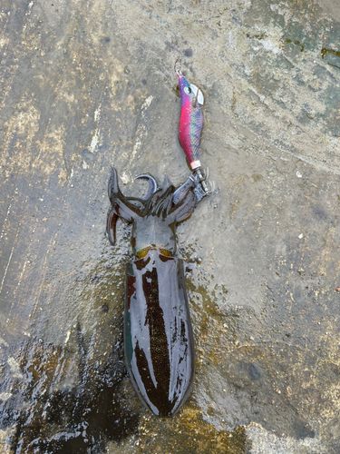 アオリイカの釣果