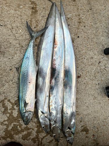 タチウオの釣果