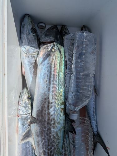 サワラの釣果
