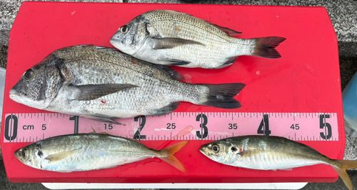 アジの釣果
