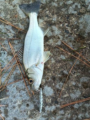 セイゴ（タイリクスズキ）の釣果