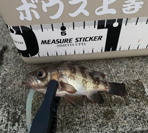 メバルの釣果