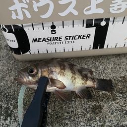 メバル