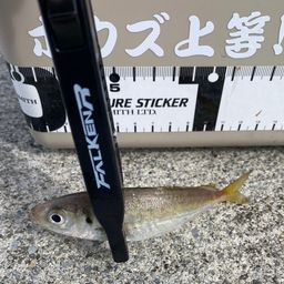 アジ