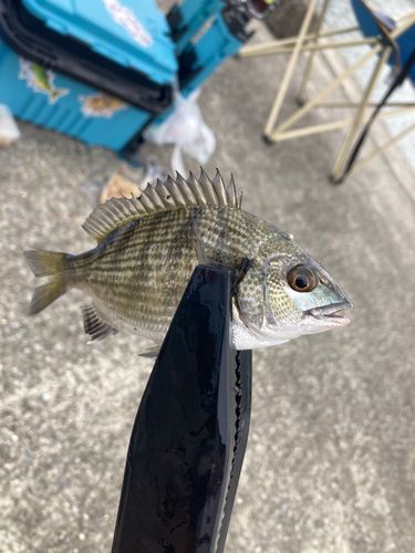 釣果