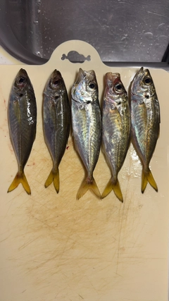 マアジの釣果