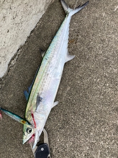 サゴシの釣果