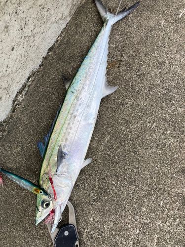 サゴシの釣果