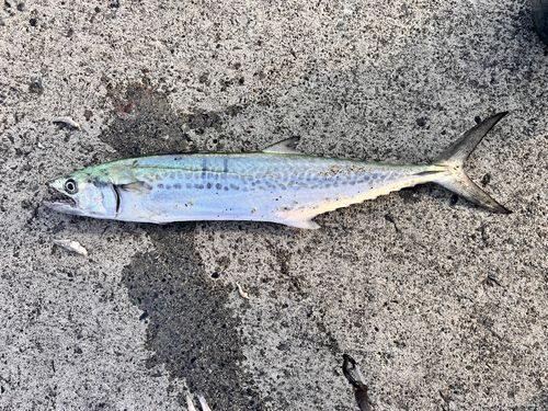 サゴシの釣果