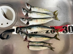 サバの釣果