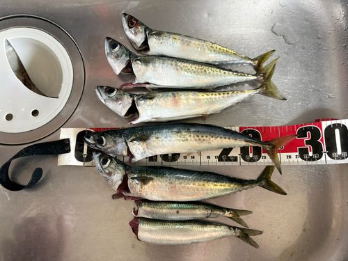 サバの釣果