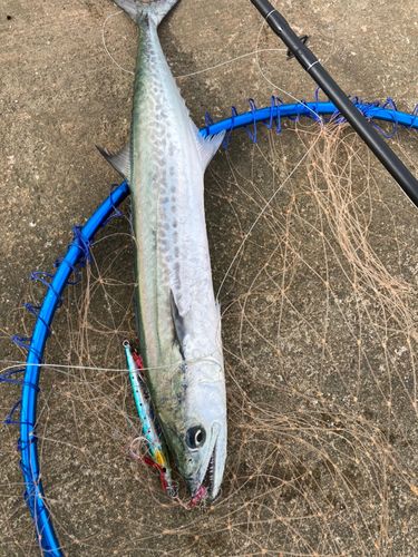 サゴシの釣果