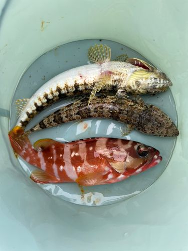 アカハタの釣果