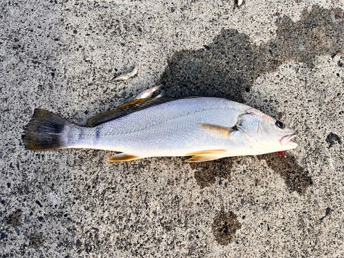 ニベの釣果