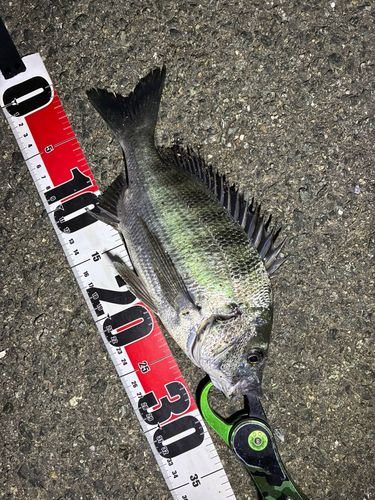 クロダイの釣果