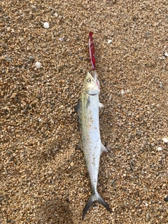 サゴシの釣果