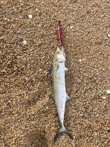 サゴシの釣果