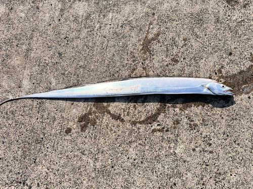 タチウオの釣果