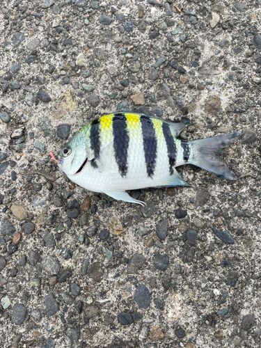 オヤビッチャの釣果