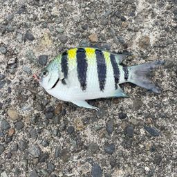 オヤビッチャ