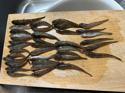 ハゼの釣果