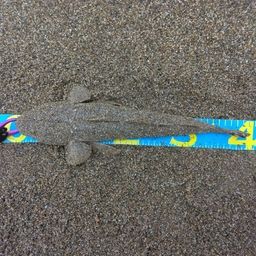 マゴチ