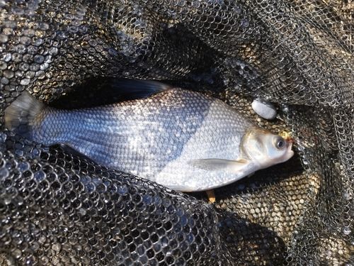 ダントウボウの釣果