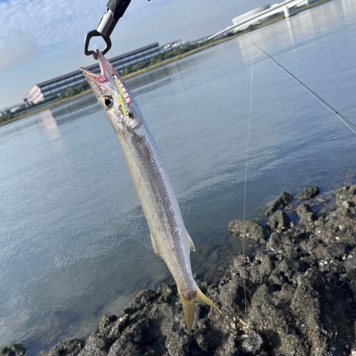 カマスの釣果
