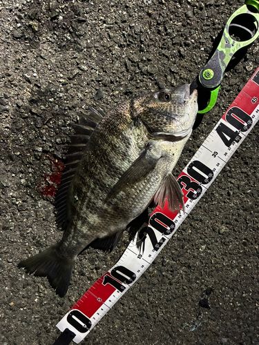 クロダイの釣果