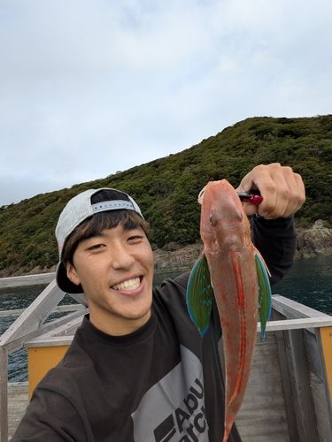 ホウボウの釣果