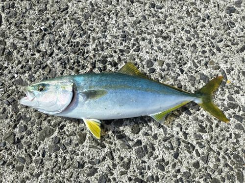 ヤズの釣果