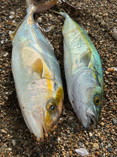 ツバスの釣果