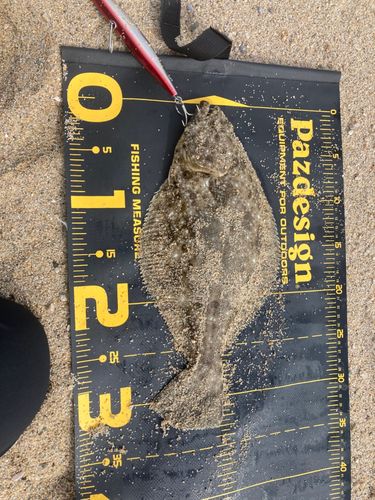 ソゲの釣果