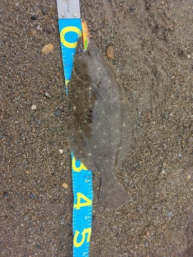 ヒラメの釣果