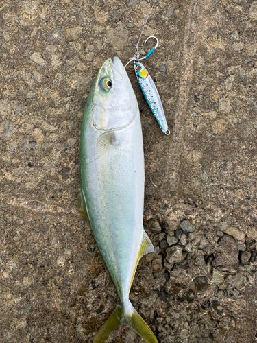 ワカシの釣果